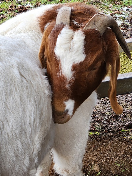 goats mb 2.jpg